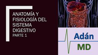 Anatomía y Fisiologia del Sistema Digestivo parte 1 [upl. by Barna]