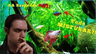 Quais peixes posso ter junto com peixe BETTA  AA Responde 21 [upl. by Baxter]