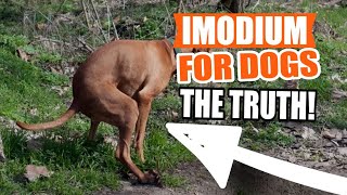 IMODIUM for DOGS 🐶💊Uses Dosage and Side Effects [upl. by Eadith]