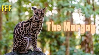 Feline Fact Friday  The Margay Wild Cat 🐆 [upl. by Valenka]