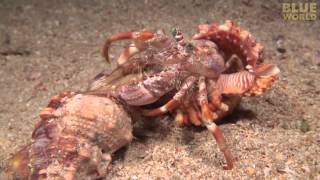 Incredible footage of hermit crab changing shells with anemones [upl. by Annuaerb]