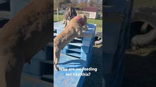 Why Do We Feed Chanel Like This Answers in the comments training agilitytraining americanbully [upl. by Nerok]