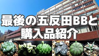 【珍奇植物イベント】最後の五反田BB！今までの購入品も紹介【多肉植物、アガベ、塊根植物】 [upl. by Elissa]