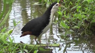 Nature Trees And Birds  Whitebreasted Waterhen amp Pheasanttailed Jacana [upl. by Eriam]