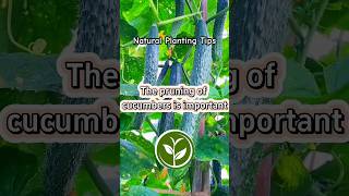 The pruning of cucumbers is important shortvideo plants youtubeshorts viralvideo video [upl. by Ennoval]