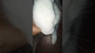 rabbitlifestyle rabbitfarming rabbitfood rabbitry youtubeshorts [upl. by Aiyram507]