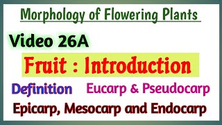 Fruits Introduction  Introduction to Fruit  Morphology of Flowering Plants  Parts of Fruit [upl. by Sofie54]