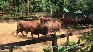 Two African Ankole Cattle Sparring With Their Horns [upl. by Lauritz]