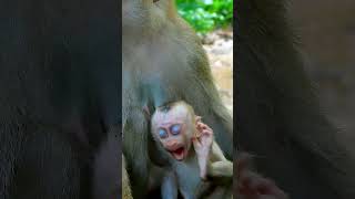 Best Clip Of Adorable Baby Very Sleepy While Baby Asks Mum Many Time To Drink Milk babyanimal [upl. by Edna459]