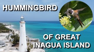 I Traveled to the Bahamas to Find Endemic Hummingbirds [upl. by Gardy]