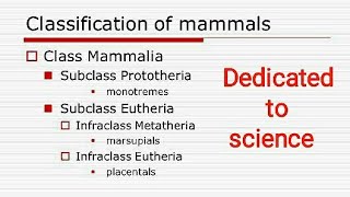 Prototheria metatheria and Eutheria with Examples [upl. by Melisent498]