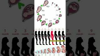 Baby doing growth in the mother Womb week by week pregnancy ♥️🦋shortvideo pregnancy motherwomb [upl. by Ecirrehs]