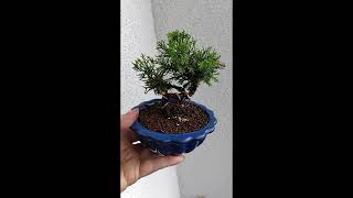 Bonsai Juniperus Plumosa [upl. by Atnomed]