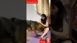 Dog know where is smell funny funnyanimal funnydog shots ytshorts videoshort animal [upl. by Ennahgem55]