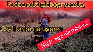 Orka na ugorze glebogryzarką Hortmasz  czy da radę [upl. by Farrison]