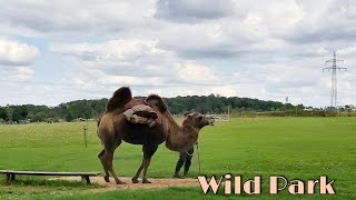 Wildpark in Bad Mergentheim Germany 2021 [upl. by Caty104]