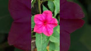 Mirabilis Jalapa Flower 踊ってみた ダンス shortsvideo fypシ pleasesubscribemychannel ofw [upl. by Bausch]