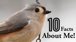 10 Amazing Facts About Tufted Titmouses [upl. by Allerim]