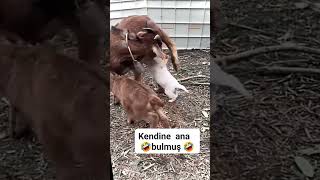 😂Yavru Köpek Keçiyi Annesi Zannedip Emmeye Kalkarsa Neler OlurAbone olpaylaş komedi eğlence [upl. by Xila727]