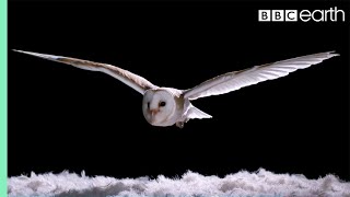 Experiment How Does An Owl Fly So Silently  Super Powered Owls  BBC [upl. by Edyak877]