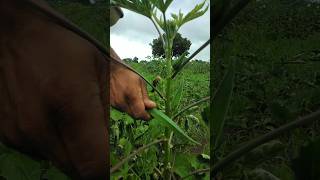 भिंडी की तुड़ाई  Plucked okra from the field today nature farming okra agriculture shorts [upl. by Wolk]