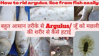 Argulus lice parasite treatment Argulus जूँ को मछली की शरीर में लग जाये तोह क्या करे [upl. by Asilef]