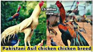 Pakistani Asil chicken chicken breed  Eating a Bajra  and Different Types Hance [upl. by Raffaj]