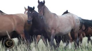 ESTANCIA EL CENCERRO  CAB LAS MULITAS 2016 PROGRAMA 2  BLOQUE 23 [upl. by Massingill]