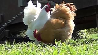 Chickens White Langshan Black Langshan Buff Cochin [upl. by Ynafit]