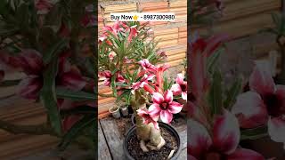 Rare imported adenium variety plants online shopping plant🌻🌹🏵️ adenium plants flower garden [upl. by Lainad]