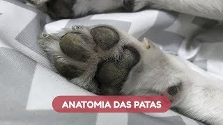 Anatomia e curiosidades sobre as patas dos cães [upl. by Lerner]