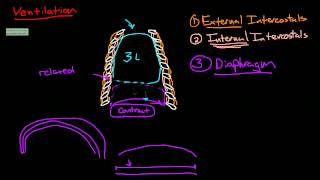 Introduction to Anatomy Ventilation [upl. by Stucker122]