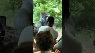 Visitors to the Bronx Zoo communicating with a Gorilla [upl. by Bran]