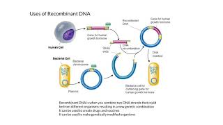 Uses of Recombinant DNA [upl. by Papke]