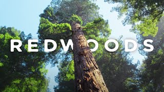 Redwoods 8k 60p HDR in 2022 [upl. by Nnayrrehs]