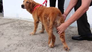 A Golden Retriever has Lyme Disease  Jan 20 2014 9 am [upl. by Albric]