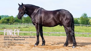 Finley 2020 FBHR FriesianPercheronWelsh Gelding  153 hands [upl. by Roley]