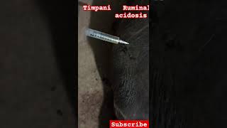 Ruminal acidosis tympanic animals buffalo trending shortfeed shots [upl. by Tloc]