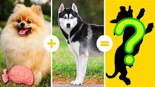 20 Increíbles Cruzas De Razas De Perros Que NO CONOCÍAS [upl. by Anad2]