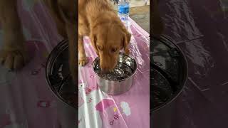 Dog water bowl hackdog dogstuff puppy miloampkrypto krypto shortsvideo lifehack kidding [upl. by Nessnaj]