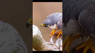 Peregrine Falcons 4k And Beautiful Sounds [upl. by Tarrel479]