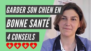 4 conseils pour garder son chien en bonne santé  Charlotte Renard Vétérinaire [upl. by Montague291]