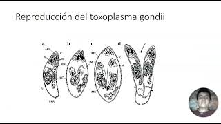 toxoplasma gondii [upl. by Yemrots]