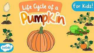 The Life Cycle of a Pumpkin for Kids  Pumpkin Life Cycle  Science for Kids [upl. by Nies162]