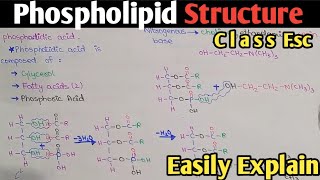 Phospholipid Structure  Phosphotidylcholine  Class 11  UrduHindi [upl. by Jemmie]