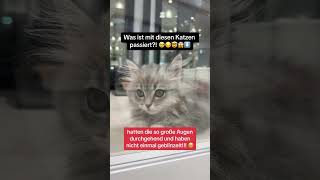 Die ARMEN Katzen brauchen Hilfe 😔😭💔🐈 cats cat kitten kitty kittens viral fyp trending [upl. by Luke]