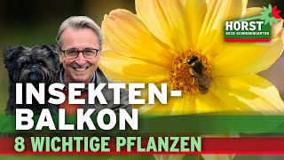 Mit diesen 8 Pflanzen hilfst Du den Insekten auf dem Balkon  Horst sein Schrebergarten [upl. by Gefen897]