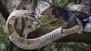 MONGOOSE ─ Even The King Cobra and Black Mamba Fear This Snake Killer [upl. by Adnovahs]