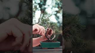 Making a small Juniper Bonsai cheap DIY [upl. by Mccartan]