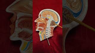 Brain Sagittal Section  shorts shortsindian brainanatomy shortsyoutubeindia anatomy yt [upl. by Nylodam]